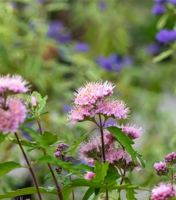 Bartblume 'Pink Perfection'®