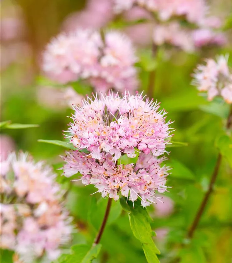 Bartblume 'Pink Perfection'®