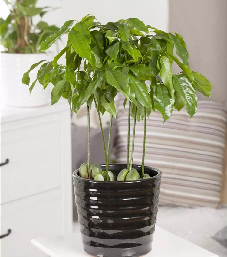 Australische Kastanie Australische Kastanie