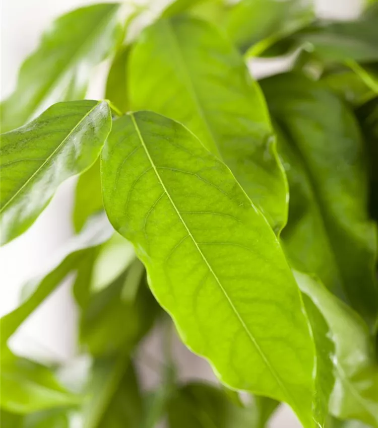 Australische Kastanie Australische Kastanie