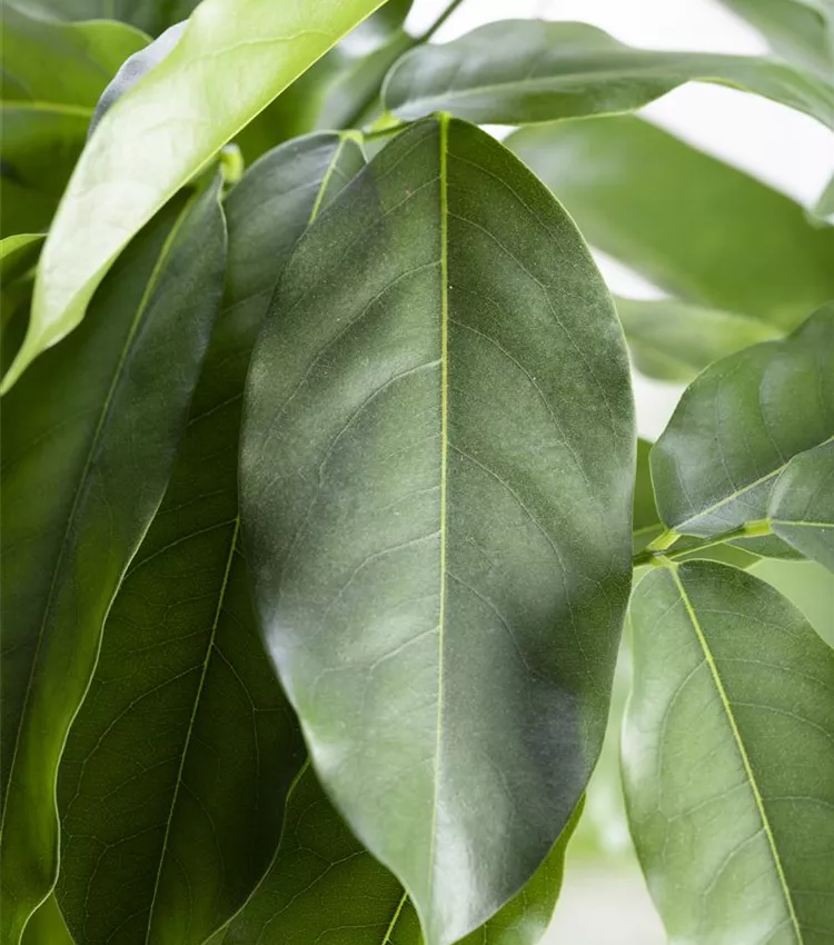 Australische Kastanie Australische Kastanie