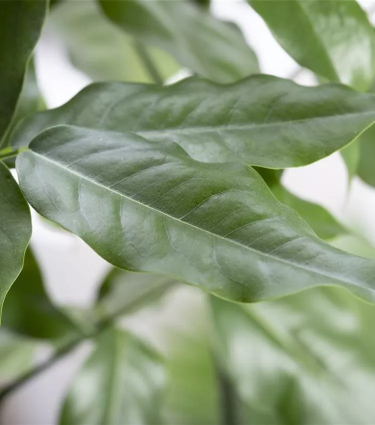 Australische Kastanie Australische Kastanie