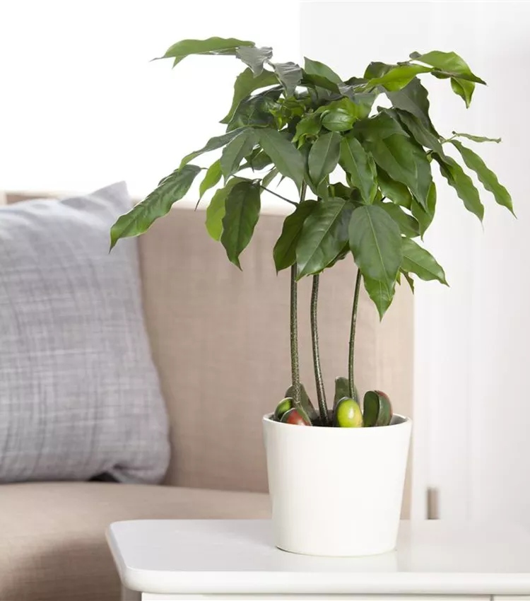 Australische Kastanie Australische Kastanie