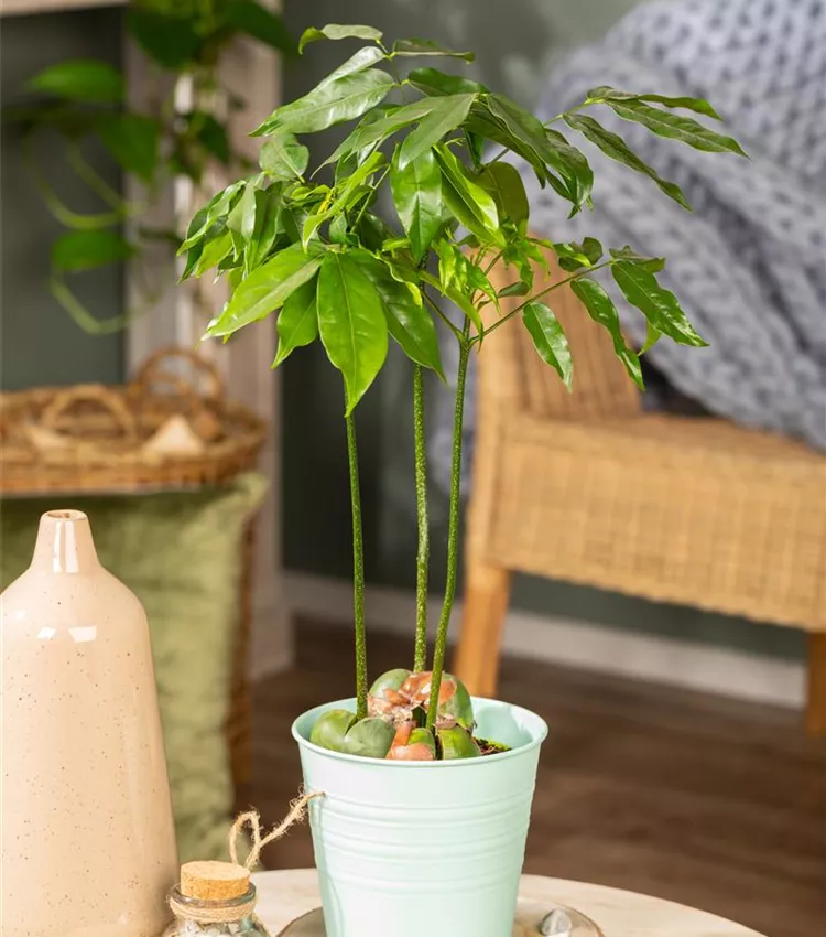 Australische Kastanie Australische Kastanie