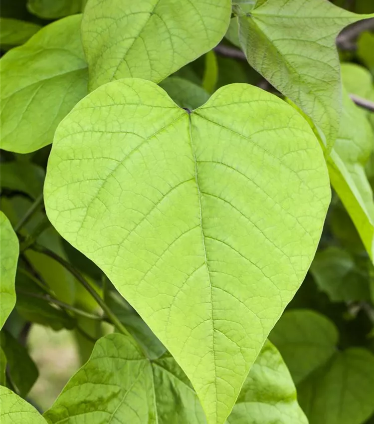 Catalpa 'Nana'