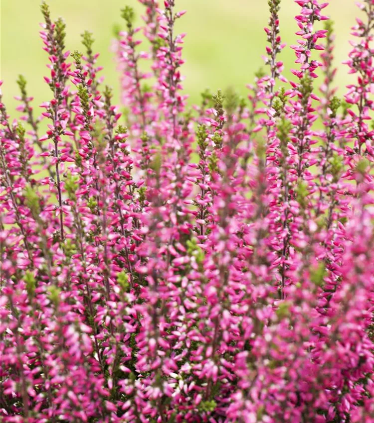 Bruyère commune 'Gardengirls® 'Athene''