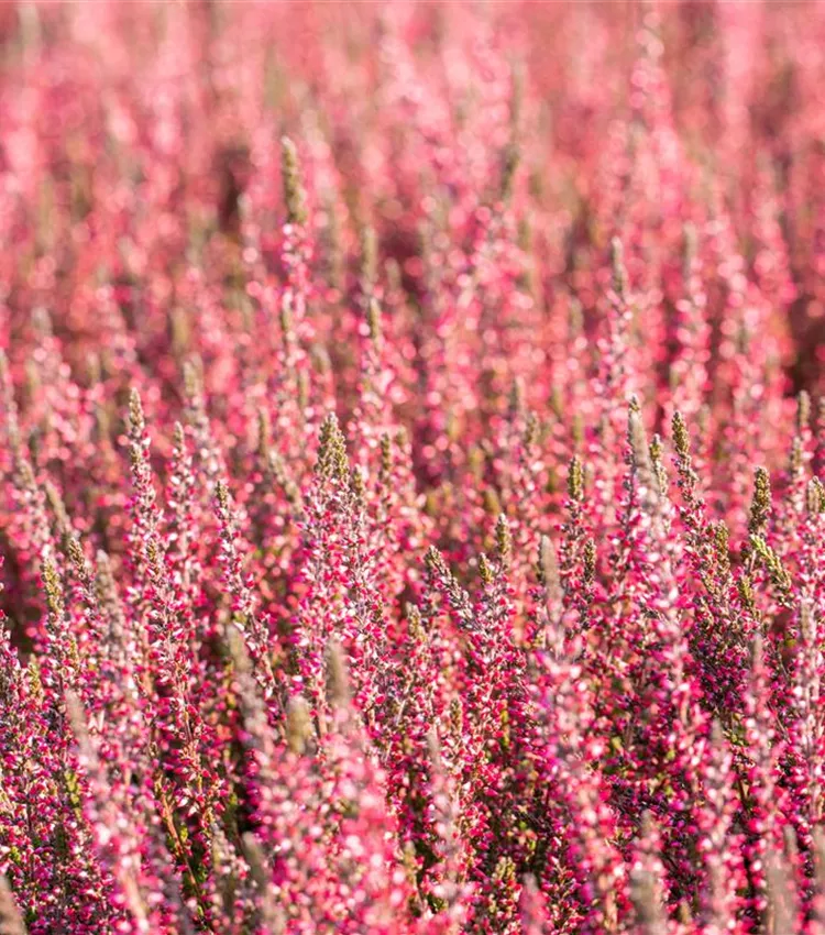 Bruyère commune 'Gardengirls® 'Athene''