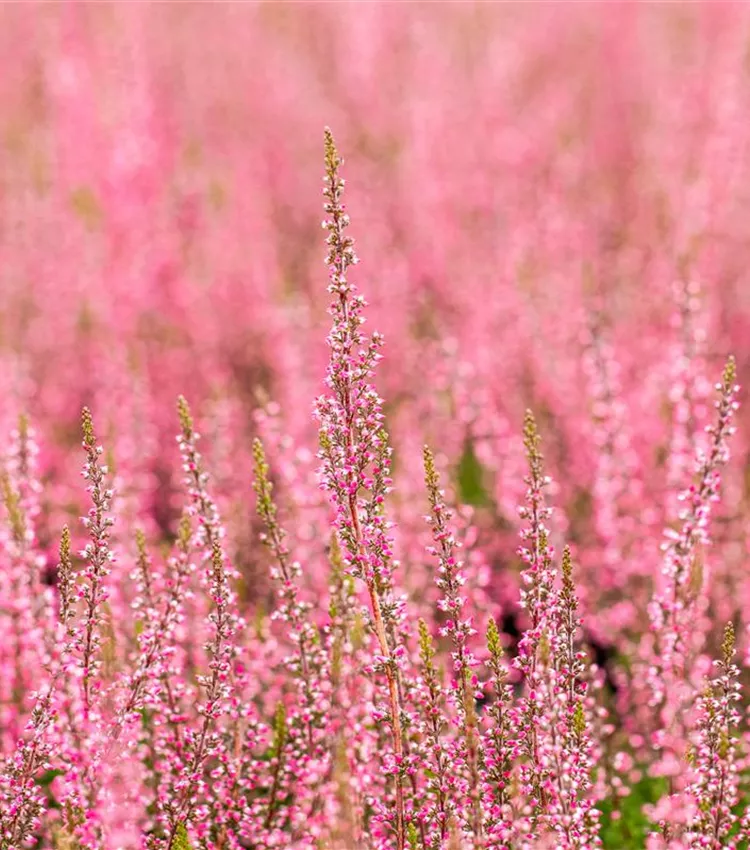 Bruyère commune 'Gardengirls® 'Athene''