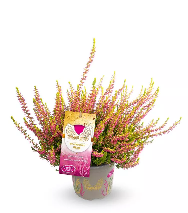 Calluna vulgaris Gardengirls 'Golden Angie', Winterharte Knospenheide  Gardengirls 'Golden Angie' | RICOTER Erdaufbereitung AG