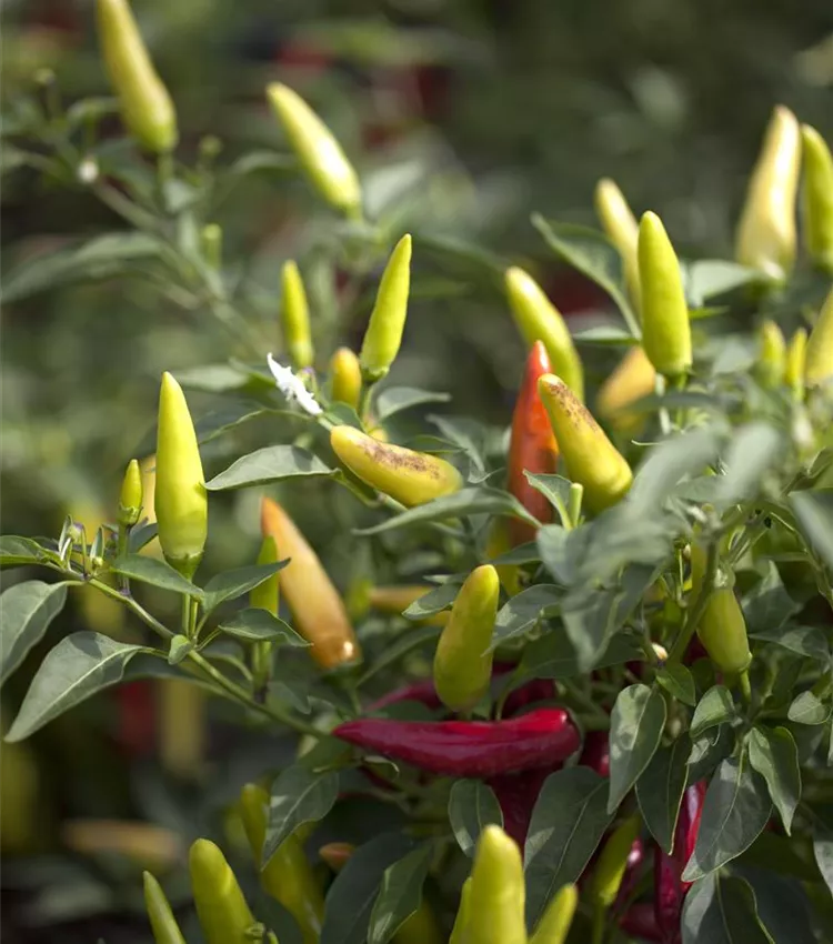 Piment de Cayenne