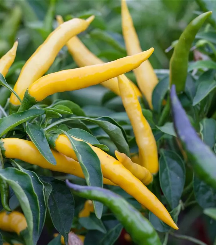 Piment de Cayenne