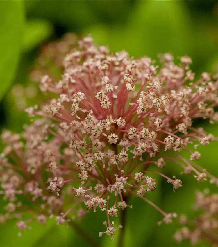 Säckelblume 'Marie Simon'