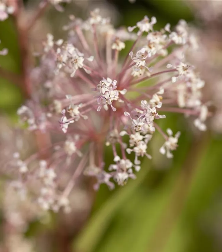 Säckelblume 'Marie Simon'