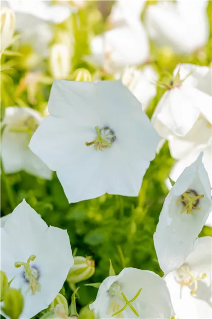 Campanula Carpatica 'Weisse Clips' – 6 Piante Perenni In Vaso 9x9 Cm, Fiori Bianchi Per Giardino E Balcone - 4