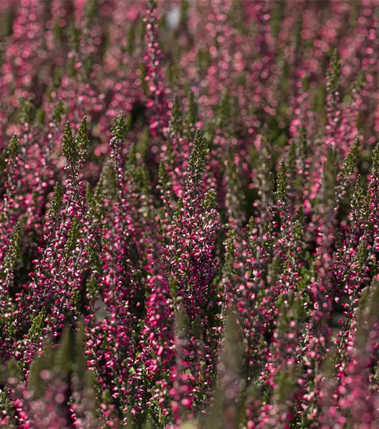 Bruyère commune 'Gardengirls® 'Loki''