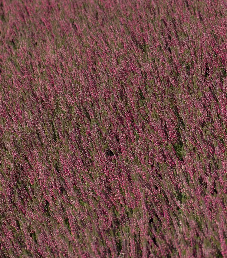 Bruyère commune 'Gardengirls® 'Loki''