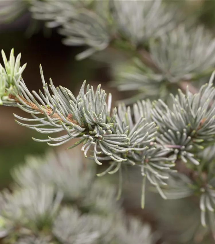 Blaue Atlaszeder 'Glauca'