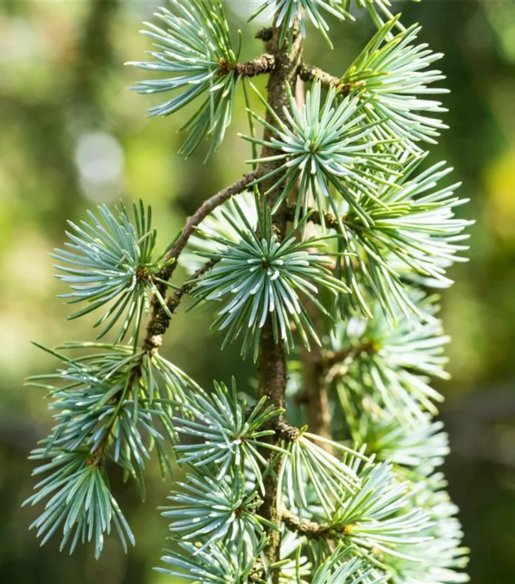 Blaue Atlaszeder 'Glauca'