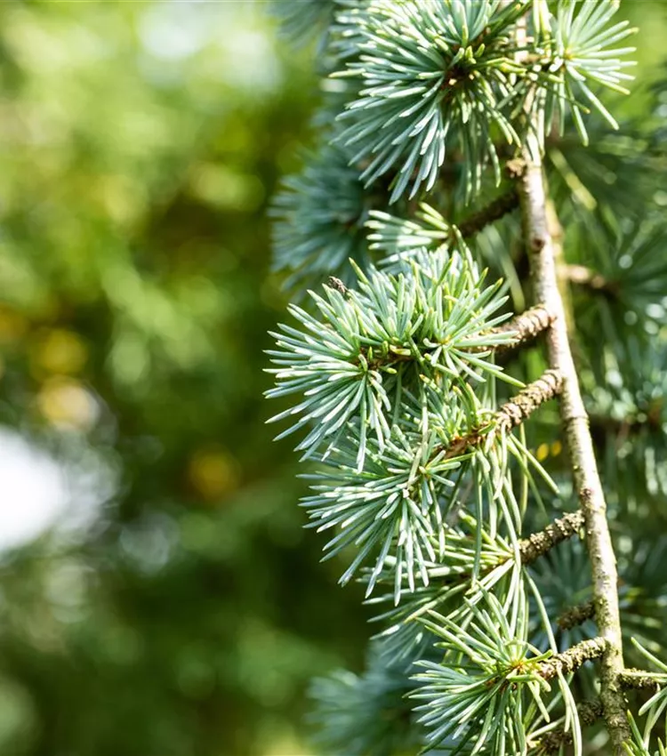 Blaue Atlaszeder 'Glauca'