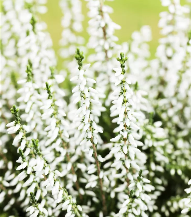 Bruyère commune 'Gardengirls® 'Madonna''