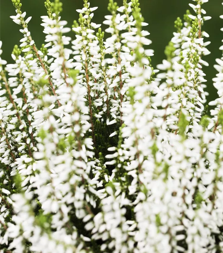 Bruyère commune 'Gardengirls® 'Madonna''