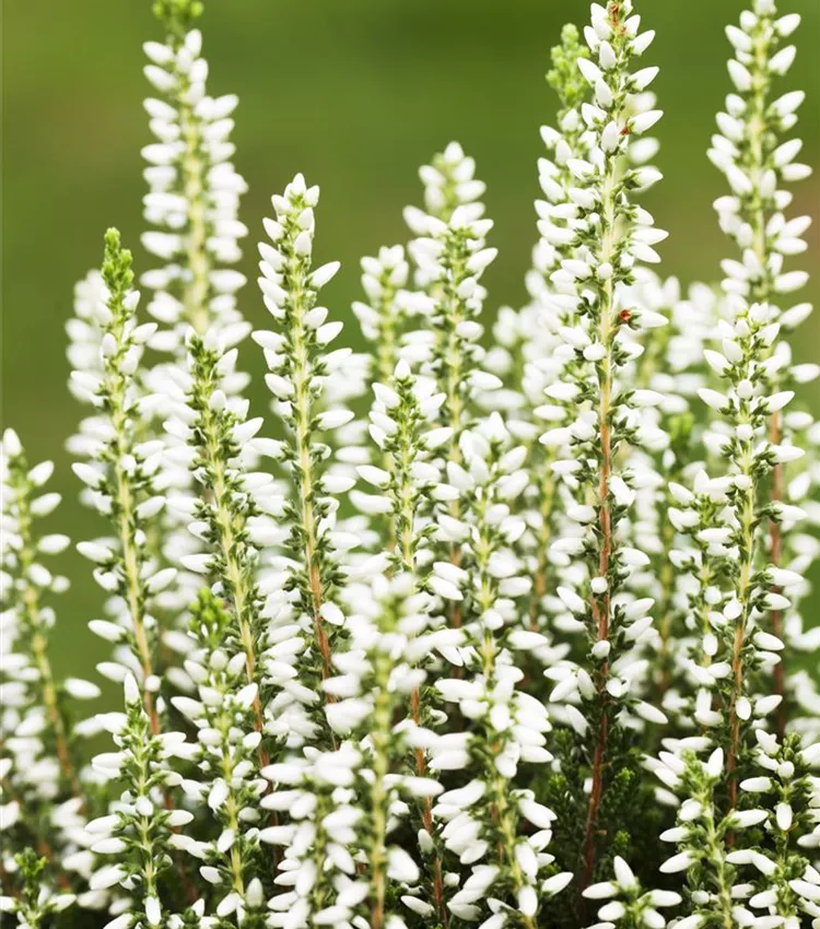 Winterharte Knospenheide Gardengirls® 'Mary Lu'