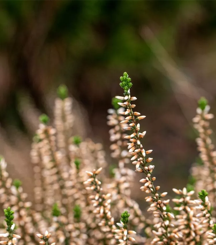 Winterharte Knospenheide Gardengirls® 'Mary Lu'