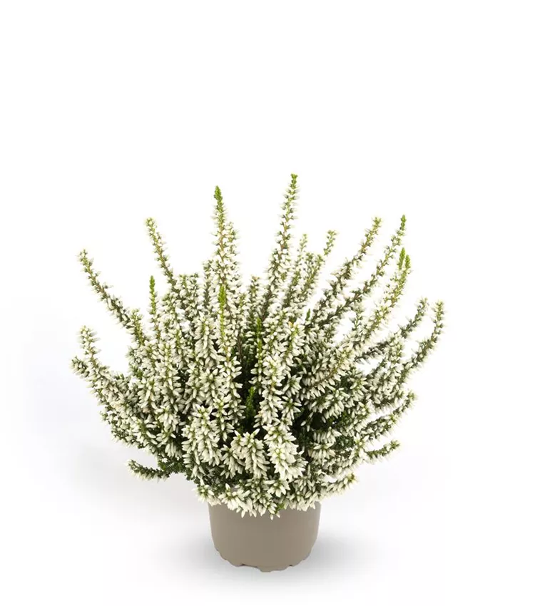 Winterharte Knospenheide Gardengirls® 'Mary Lu'