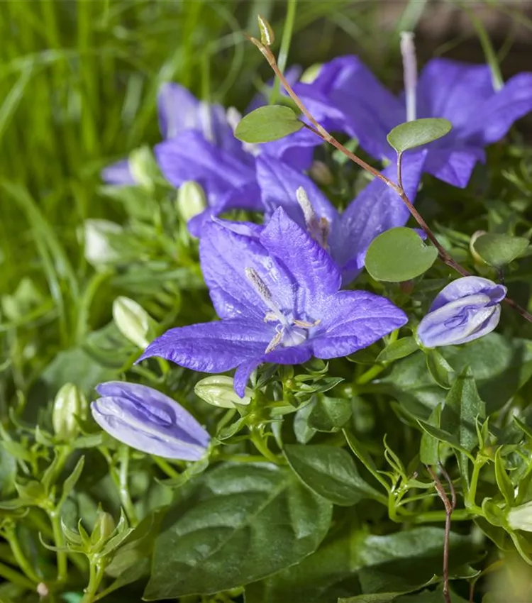 Glockenblume 'Napoli'