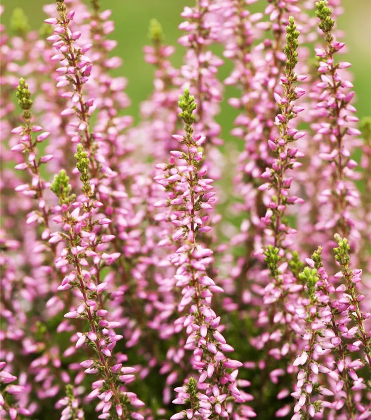 Bruyère commune 'Gardengirls® 'Rosita''