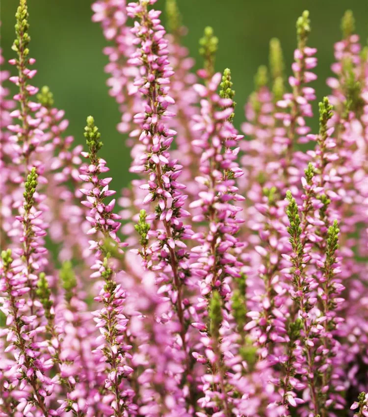 Bruyère commune 'Gardengirls® 'Rosita''