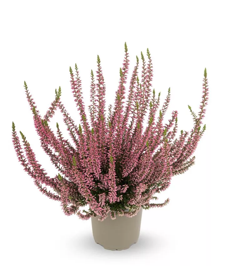 Bruyère commune 'Gardengirls® 'Rosita''
