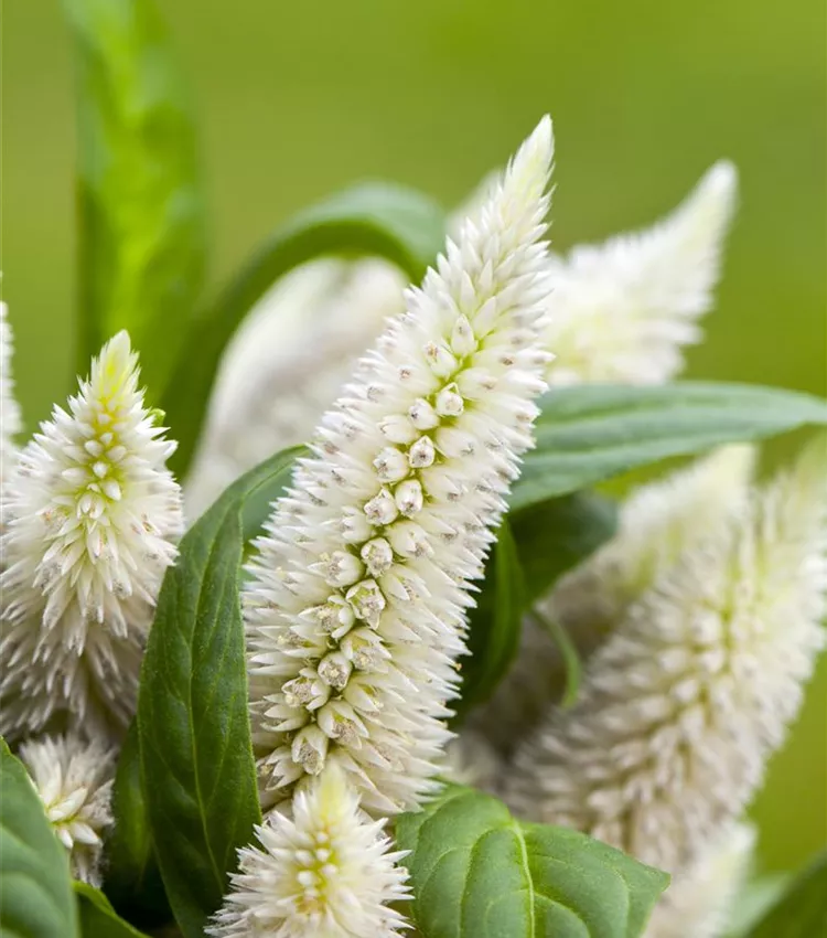 Celosia argentea 'Intenz', Hahnenkamm | RICOTER Erdaufbereitung AG