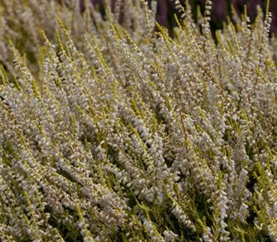 Calluna vulgaris 'Gold Haze'
