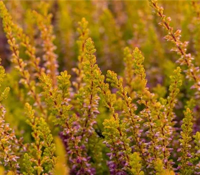 Calluna vulgaris 'Highland Rose'