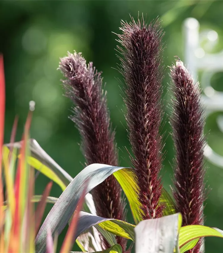 Herbe décorative 'Purple Baron'