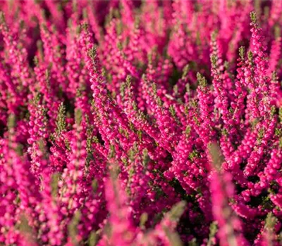Calluna vulgaris 'Jana'