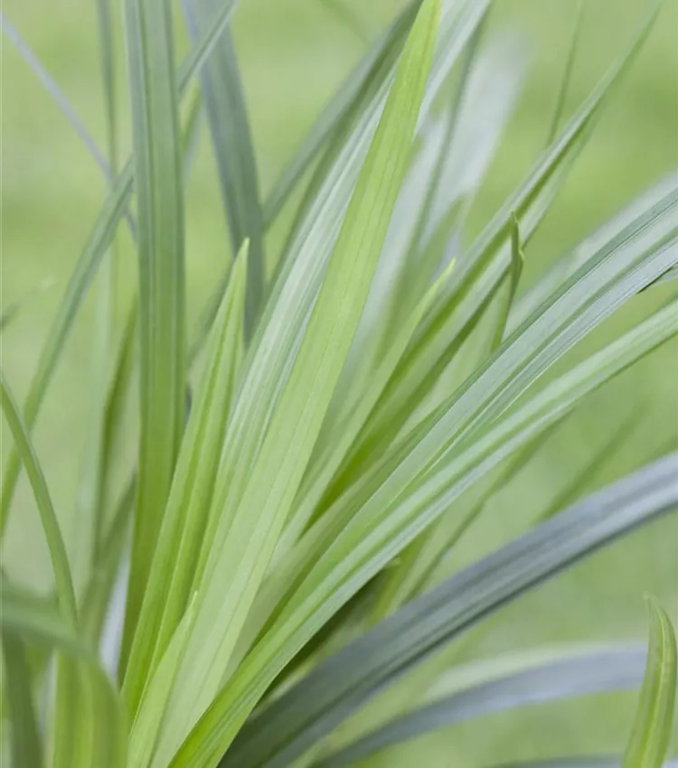Carex 'Irish Green' Carex 'Irish Green'