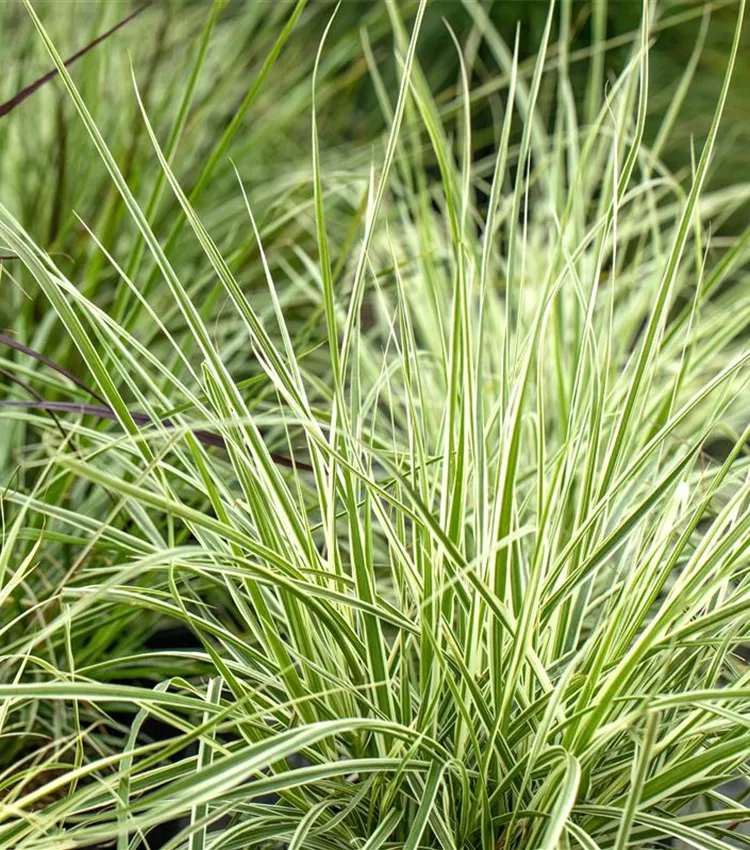 Carex 'Irish Green' Carex 'Irish Green'
