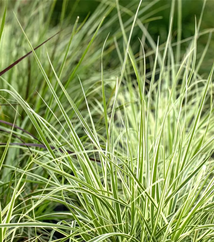 Carex 'Irish Green' Carex 'Irish Green'