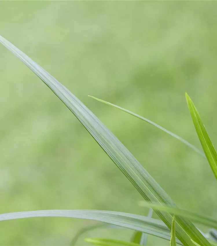 Carex 'Irish Green' Carex 'Irish Green'