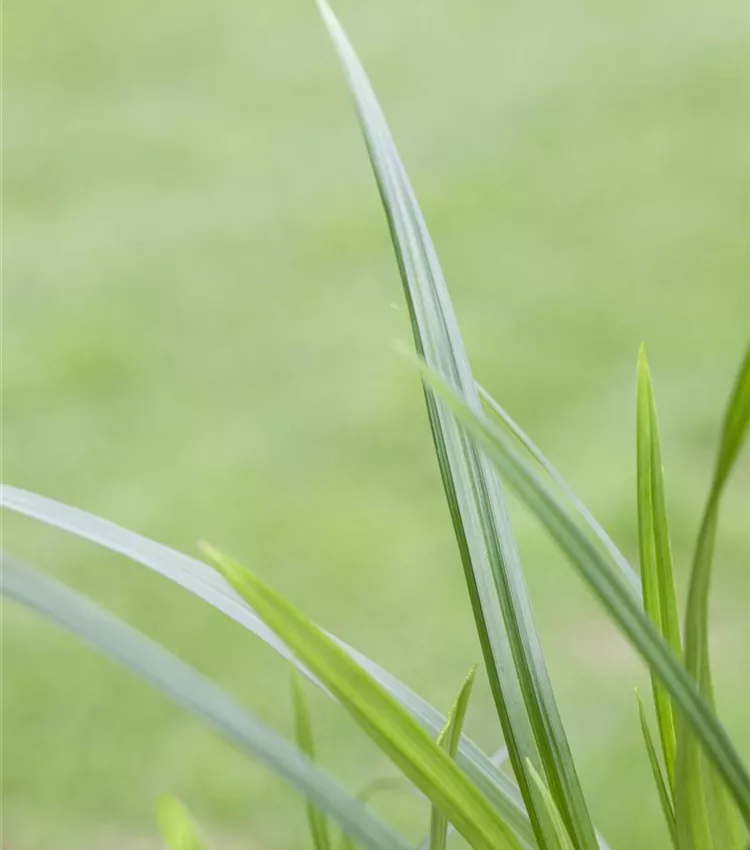 Carex 'Irish Green' Carex 'Irish Green'