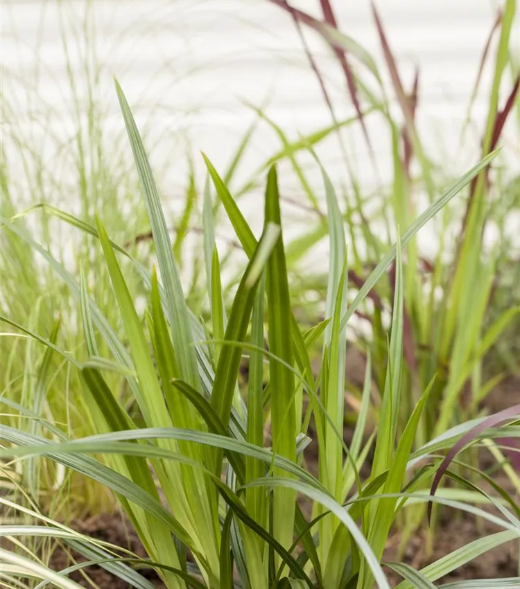 Carex 'Irish Green' Carex 'Irish Green'