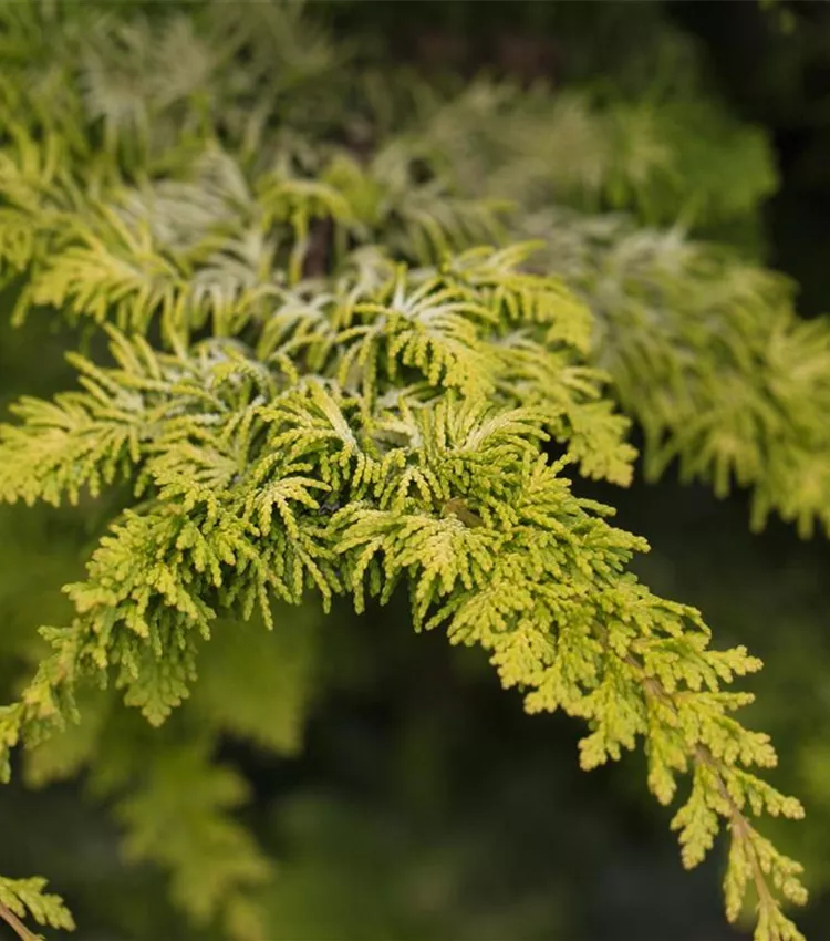 Scheinzypresse 'Fernspray Gold'