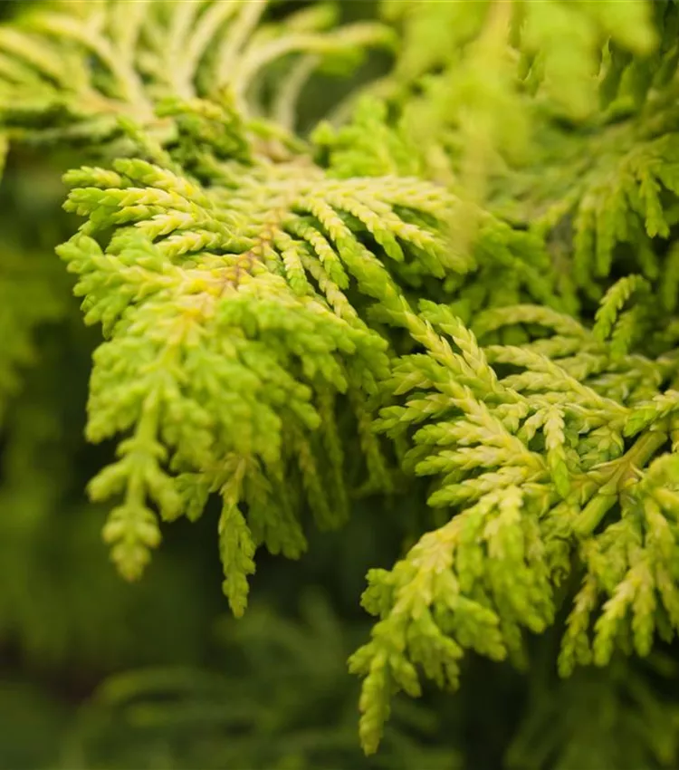 Scheinzypresse 'Fernspray Gold'