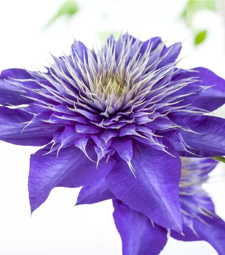 Waldrebe 'Multi Blue'