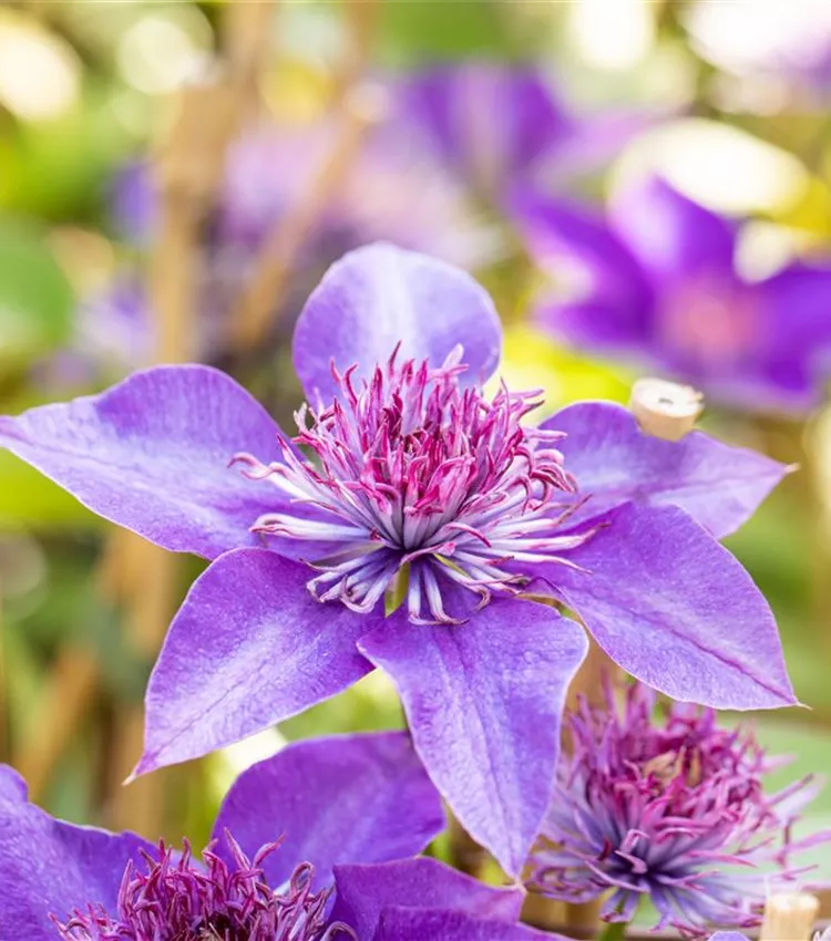 Waldrebe 'Multi Blue'