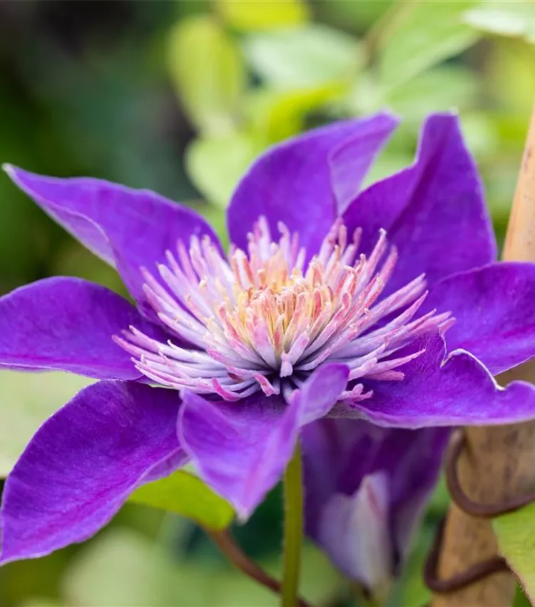 Waldrebe 'Multi Blue'