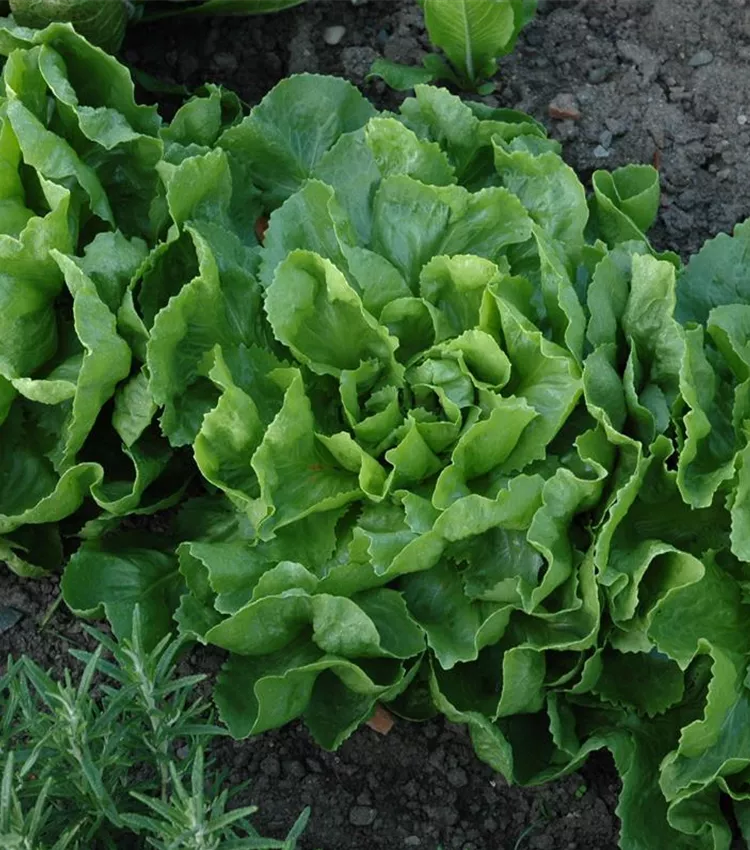 Chicorée endive 'Grüner Escariol'