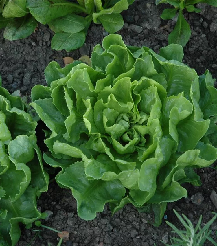 Chicorée endive 'Grüner Escariol'